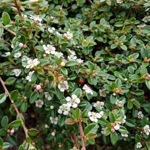 Cotoneaster dammeri 'Major' ---